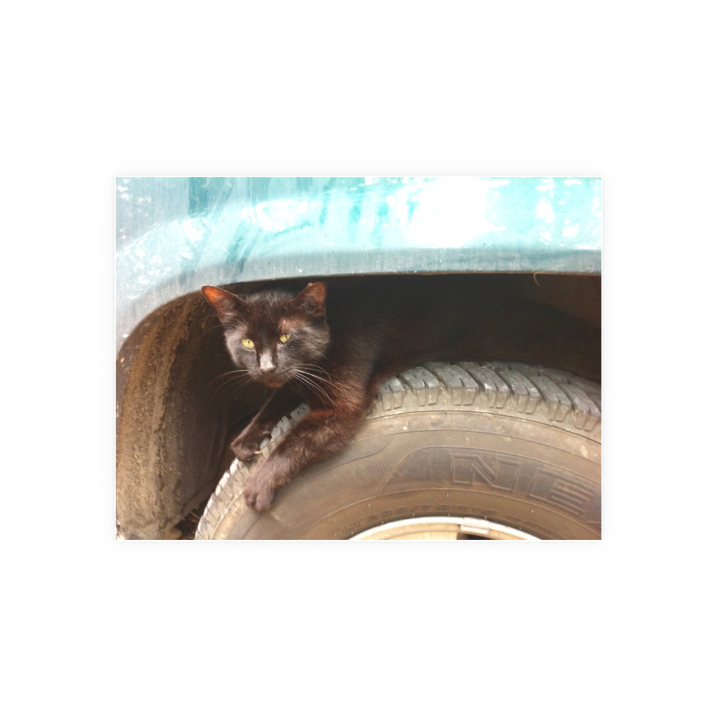 Hillbilly Black Cat Satin and Archival Matte Poster