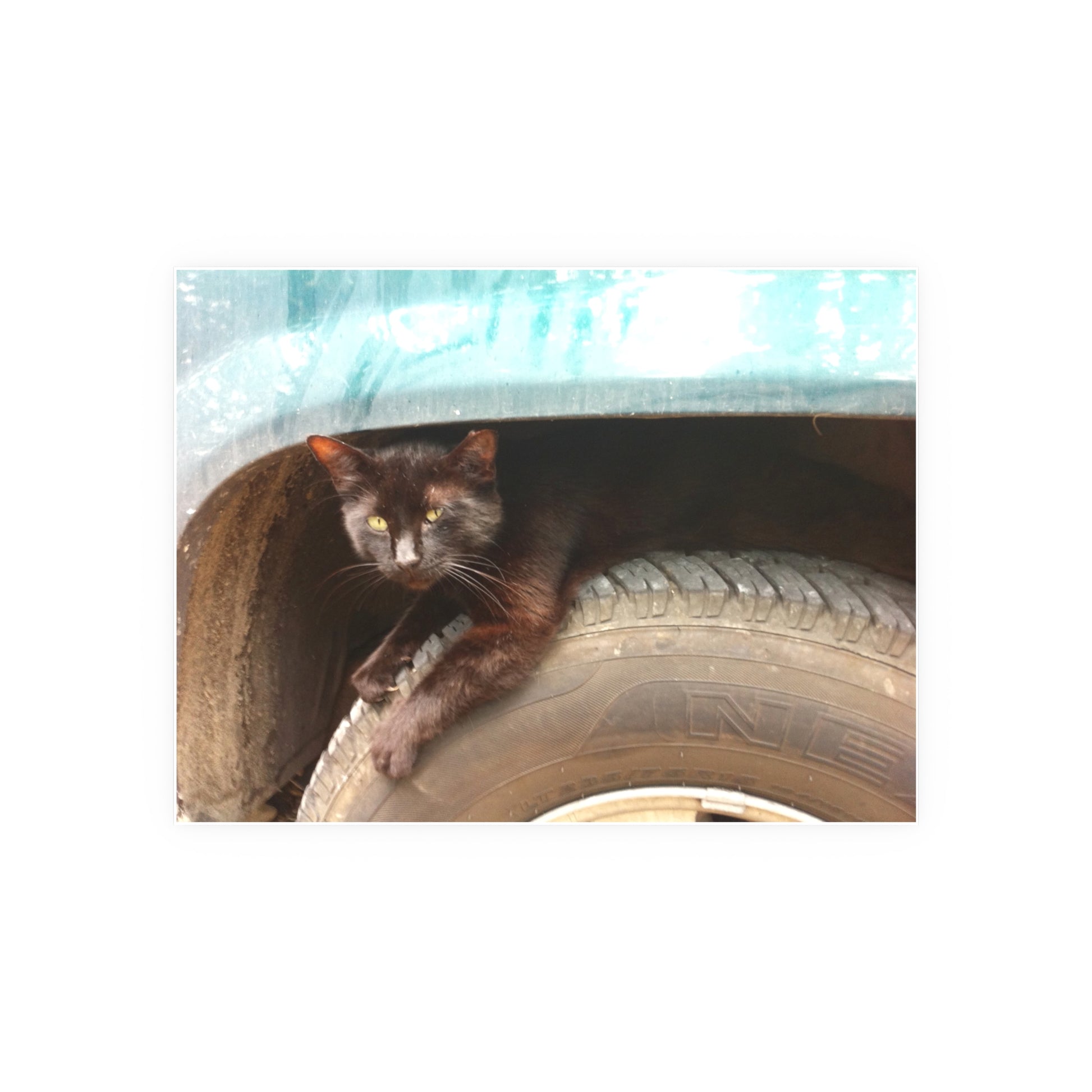 Hillbilly Black Cat Satin and Archival Matte Poster