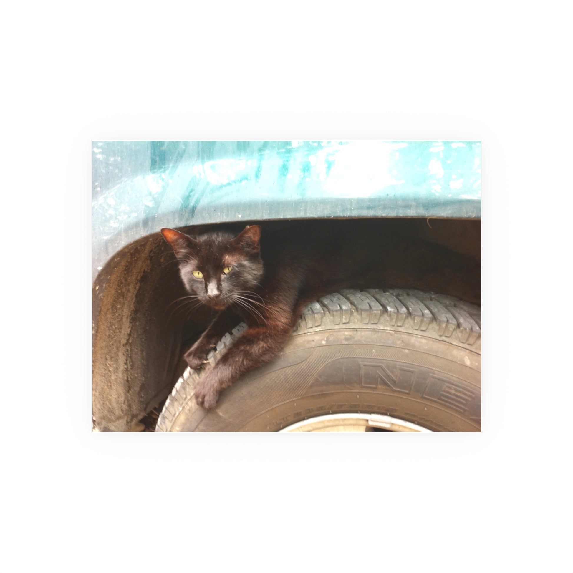 Hillbilly Black Cat Satin and Archival Matte Poster